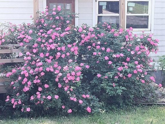 Heirloom rose bush in Summer