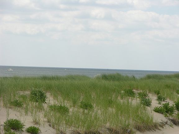 Dog beach across the street