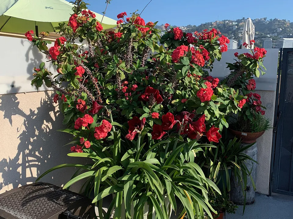 Common ares rooftop garden