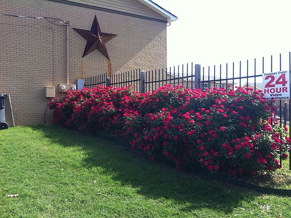 Bueatiful Flowers sprint through late Summer