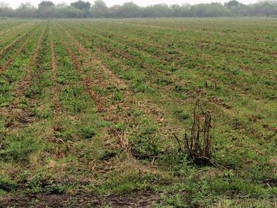 0 Fm 2556, Santa Rosa, TX, 78593