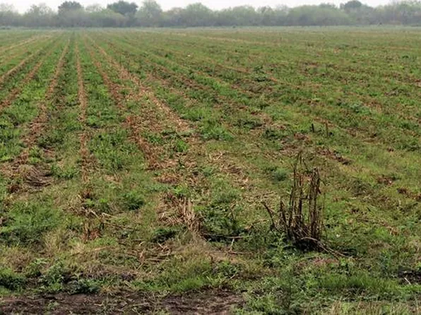 0 Fm 2556, Santa Rosa, TX 78593