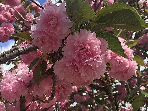 Front yard Cherry treeblooms