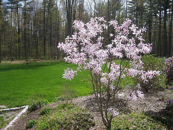 Young Magnolia Tree in Bloom