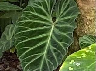 11-3055 Palainui, Mountain View, HI 96771