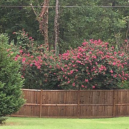 Crape myrtles on back fence