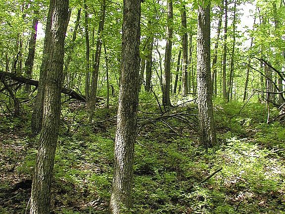 Pristine forest