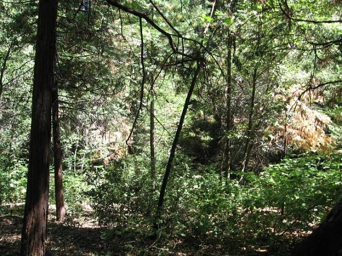 1st image of 50 Sugar Pine Dr