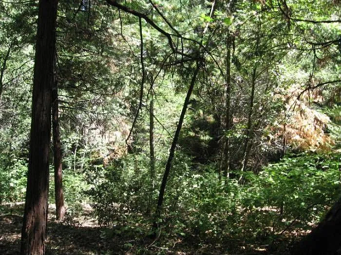 50 Sugar Pine Dr photo 1