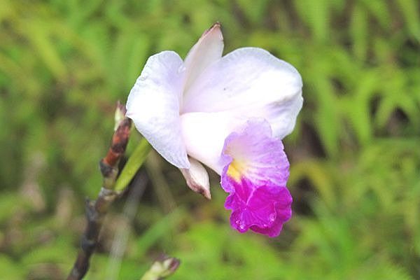 Bamboo orchid.