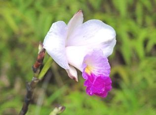 Kokokahi Lot 73, Volcano, HI 96785