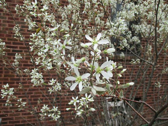 Serviceberry tree