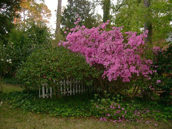 8 varieties of Camellias, mature azaleas