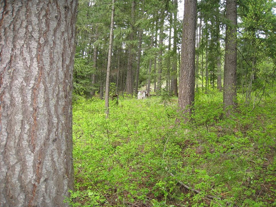 2nd image of 91 Hawkeye Ln