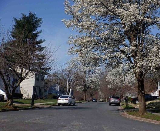 5th image of 443 Blossom Tree Dr