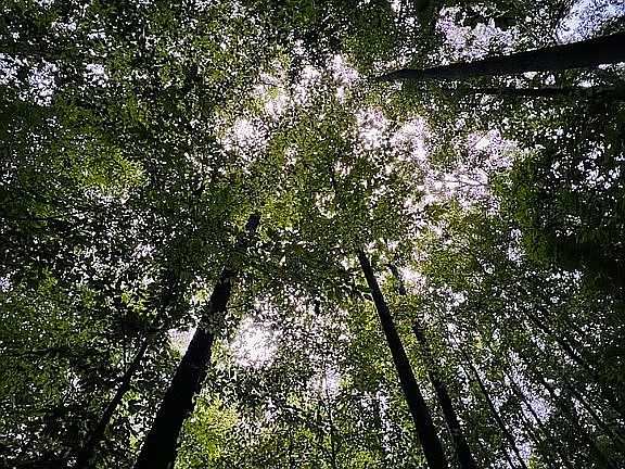 3rd image of Natures Way