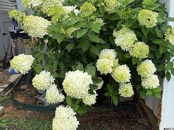 3rd image of 26986 Bush Isle Rd