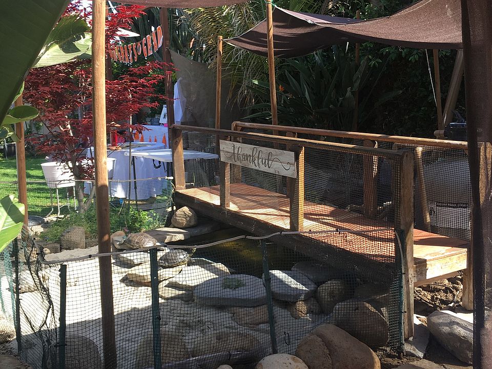 Turtle pond