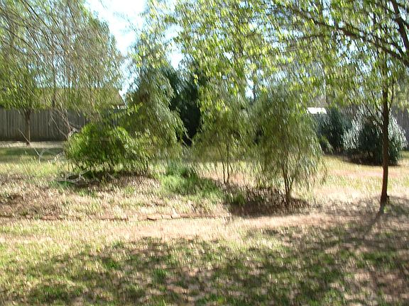 Backyard1