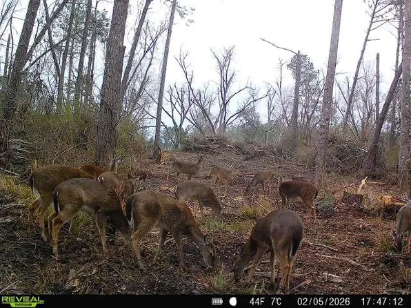 0 Beaufort Rd, Alma, GA 31510