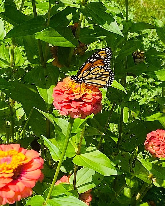Monarch enjoying the Zinnias