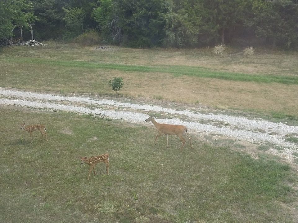 Watch them from the window