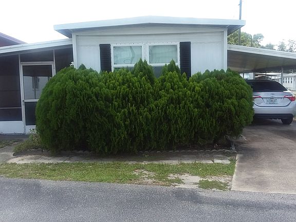 Healthy Leyland Cypress  