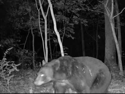 13608 Sugar Mountain Rd, West Fork, AR, 72774