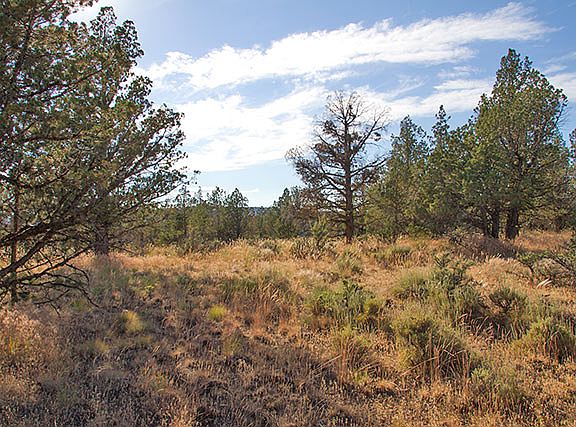 3rd image of 253 Sage Hen Ln