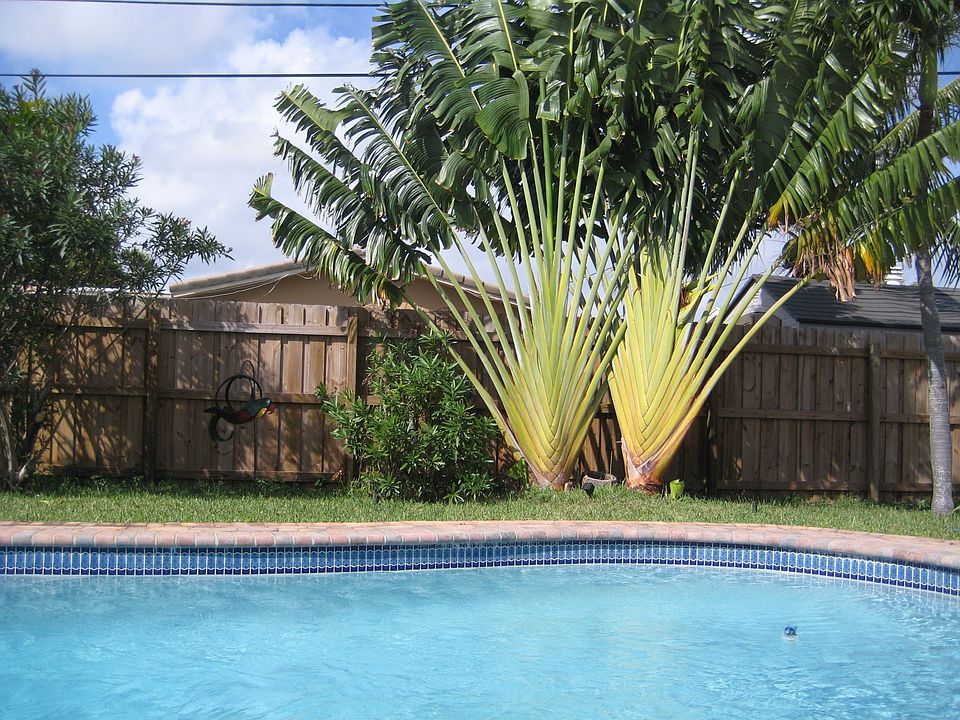 Pool and Palms