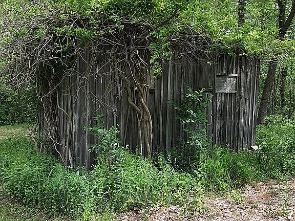 Potting shed with wisteria 
