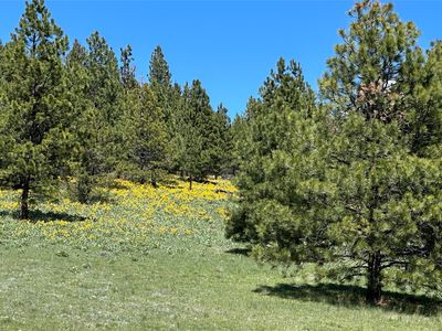 6 Tract Bull #Elk, Drummond, MT, 59832