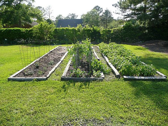 Vegetable Garden