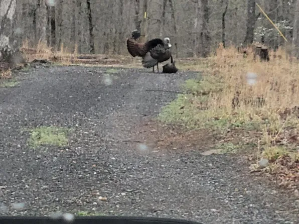 906 Wildemar Ln, Alco, AR 72680