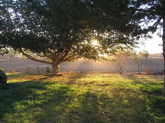 Sunrise over the back lawn