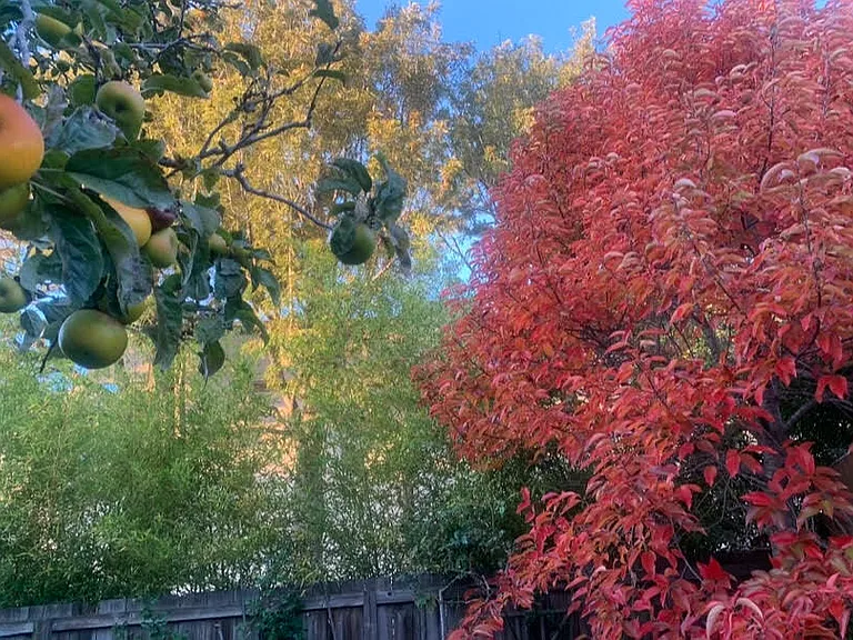 1155 Francisco St #A — Photo 33