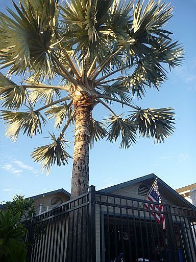 Front with Large Palm Tree
