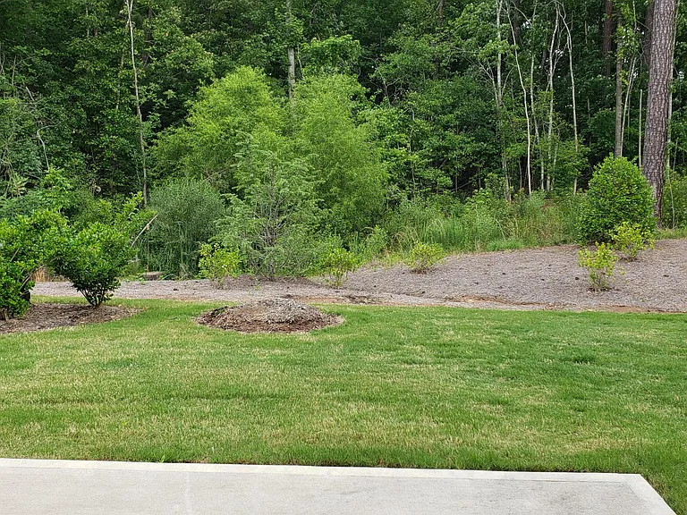 Back yard