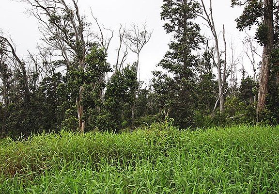 2nd image of King Kamehameha Blvd Lot 16