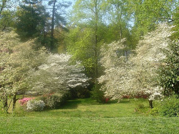  dogwoods & azaleas