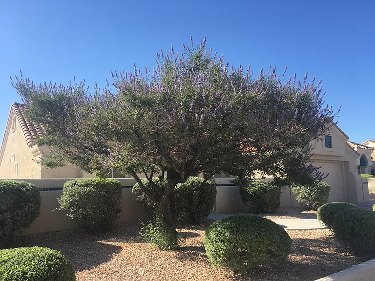 3032 Hidden Treasure Dr — Photo 47