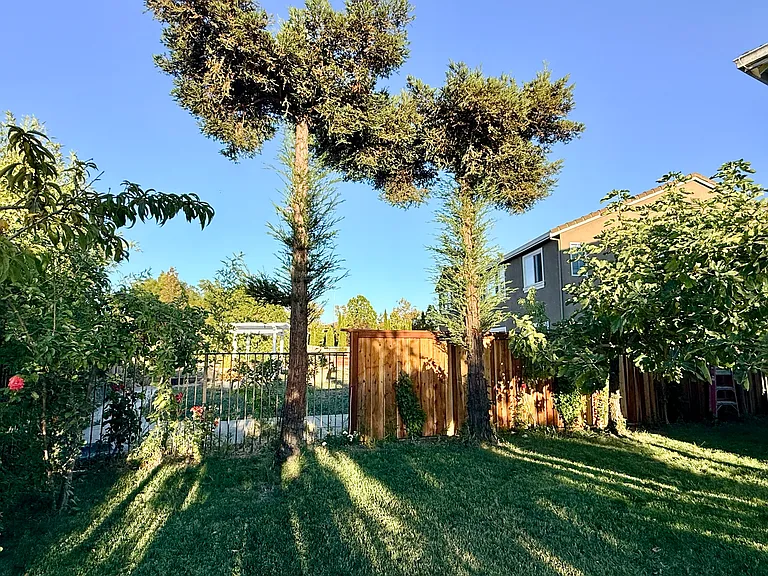 Large backyard with lawn and shade trees