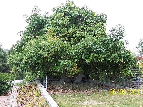avocado tree back yard