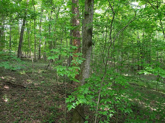 5th image of 0 Hiwassee Dr Lot 194