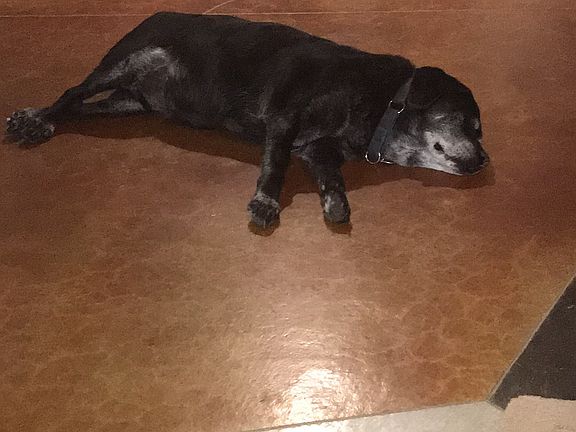 Stained Floors- Dog not incl