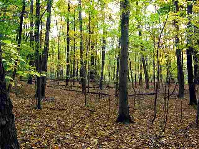 5th image of Lot 10A MOSSY HILL Road