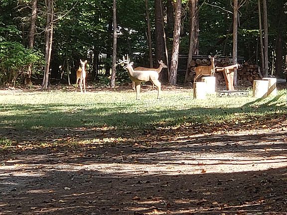 Abundance of deer 