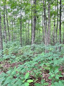 844 Parkstown Ext, Wilder, TN, 38589