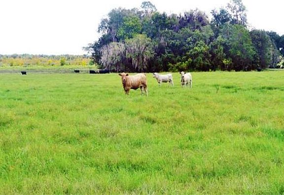 3rd image of 10193 State Road 60 E