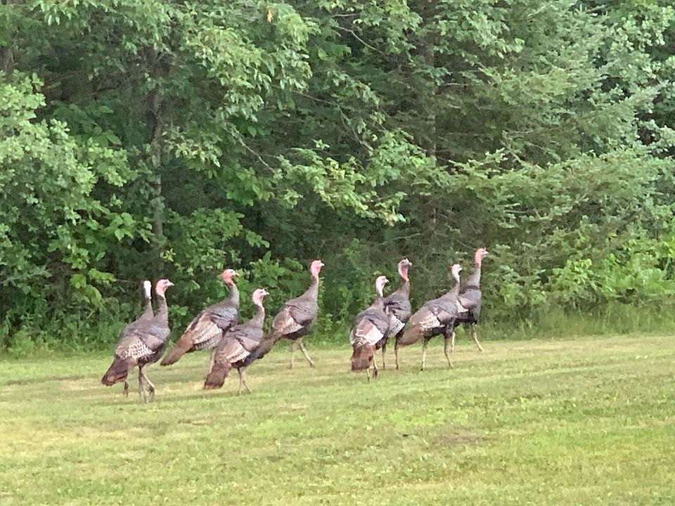 1038 Emerson Rd, Herron, MI 49744 Zillow